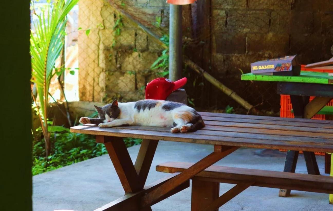 Bambu Lounge Bocas Hostel بوكاس تاون المظهر الخارجي الصورة