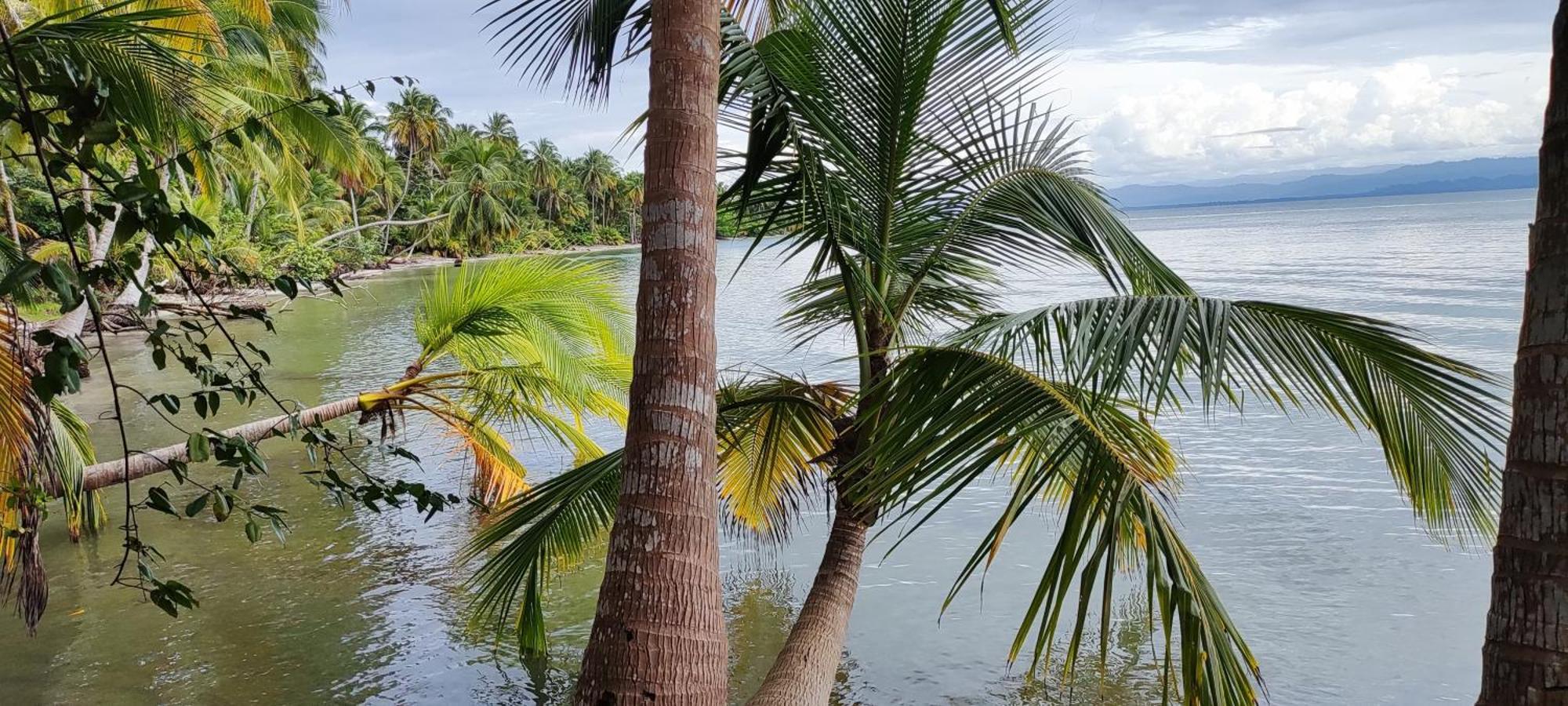 Bambu Lounge Bocas Hostel بوكاس تاون المظهر الخارجي الصورة